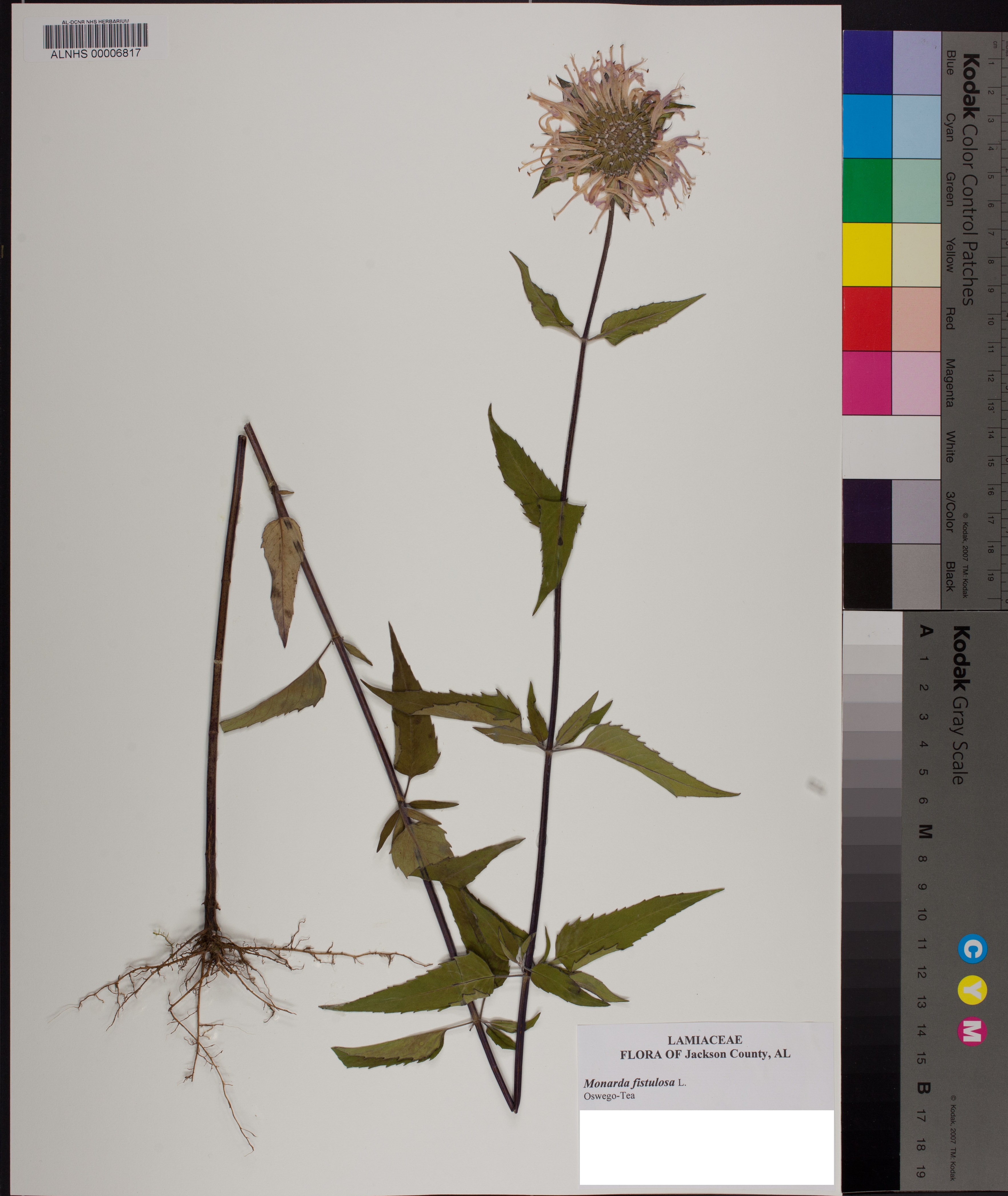 fistulosa var. fistulosa - Species Page - APA: Alabama Plant Atlas