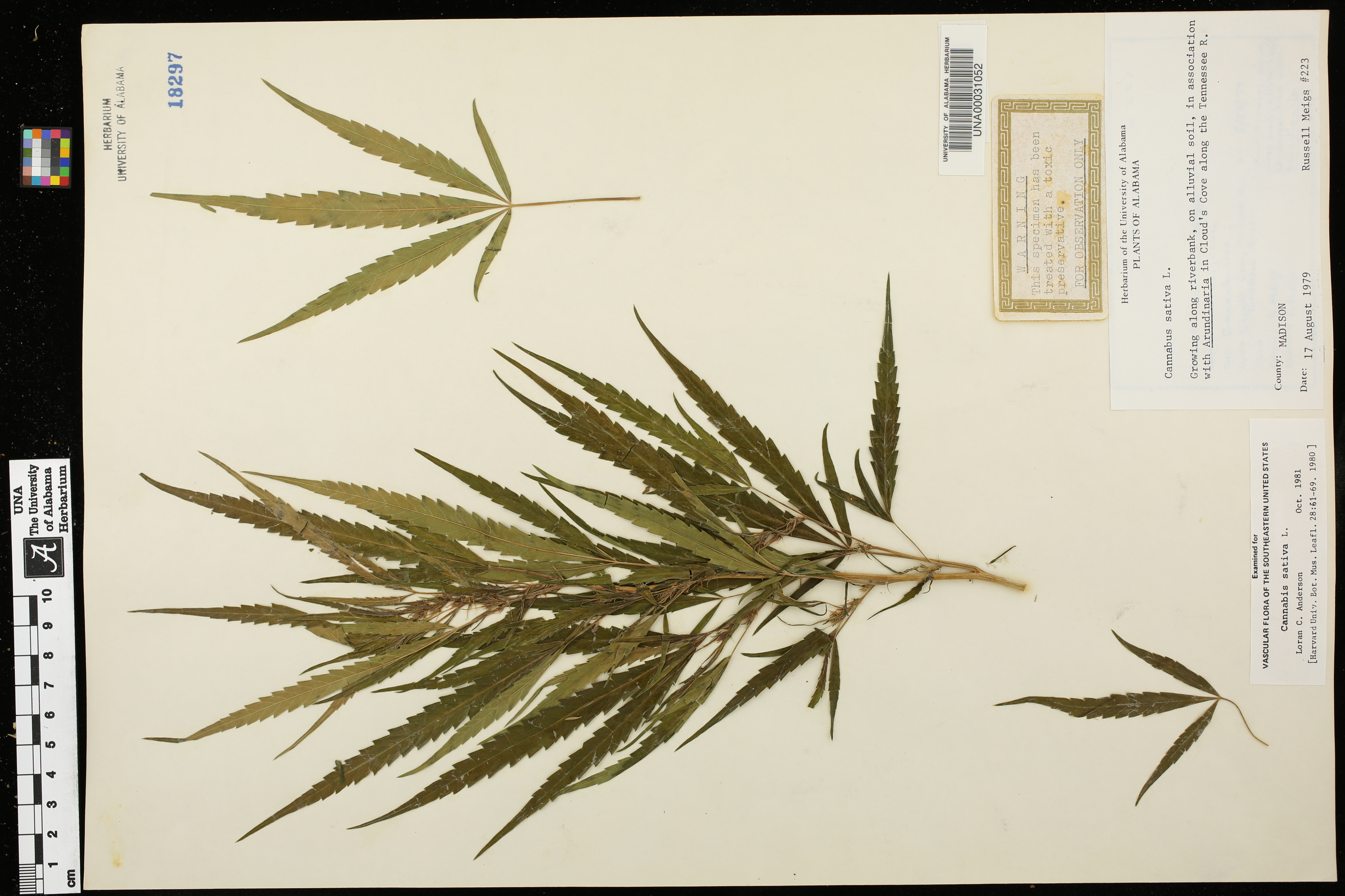 Linseed – Digital Herbarium of Crop Plants