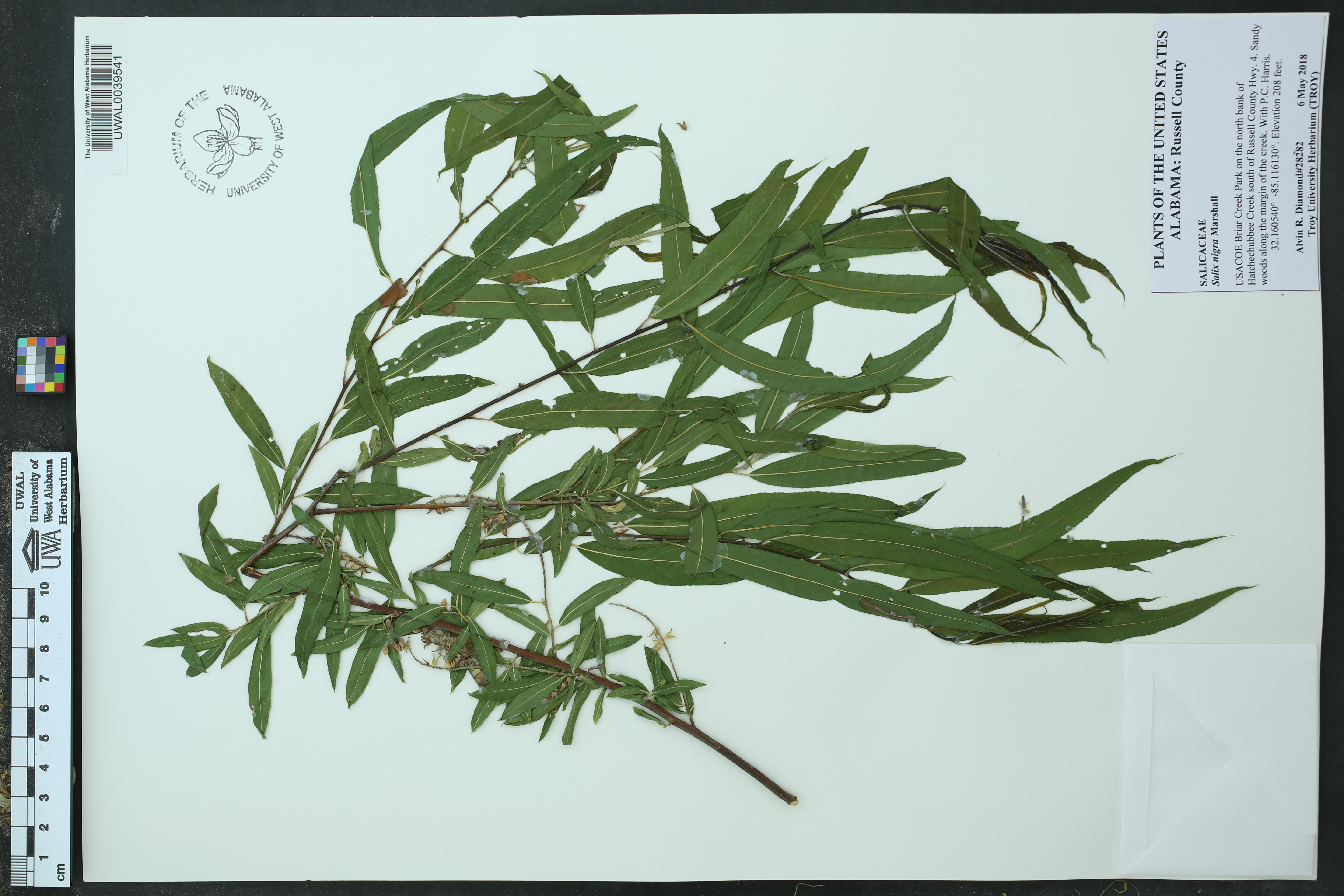 Salix nigra - Species Page - APA: Alabama Plant Atlas